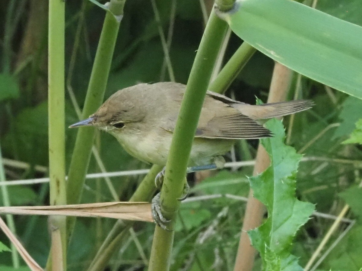 Common Chiffchaff - ML639955890