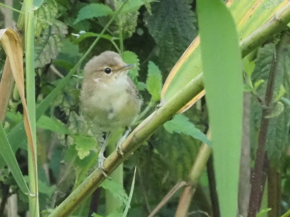 Common Chiffchaff - ML639955891