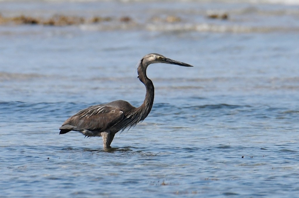 Great-billed Heron - ML639955951