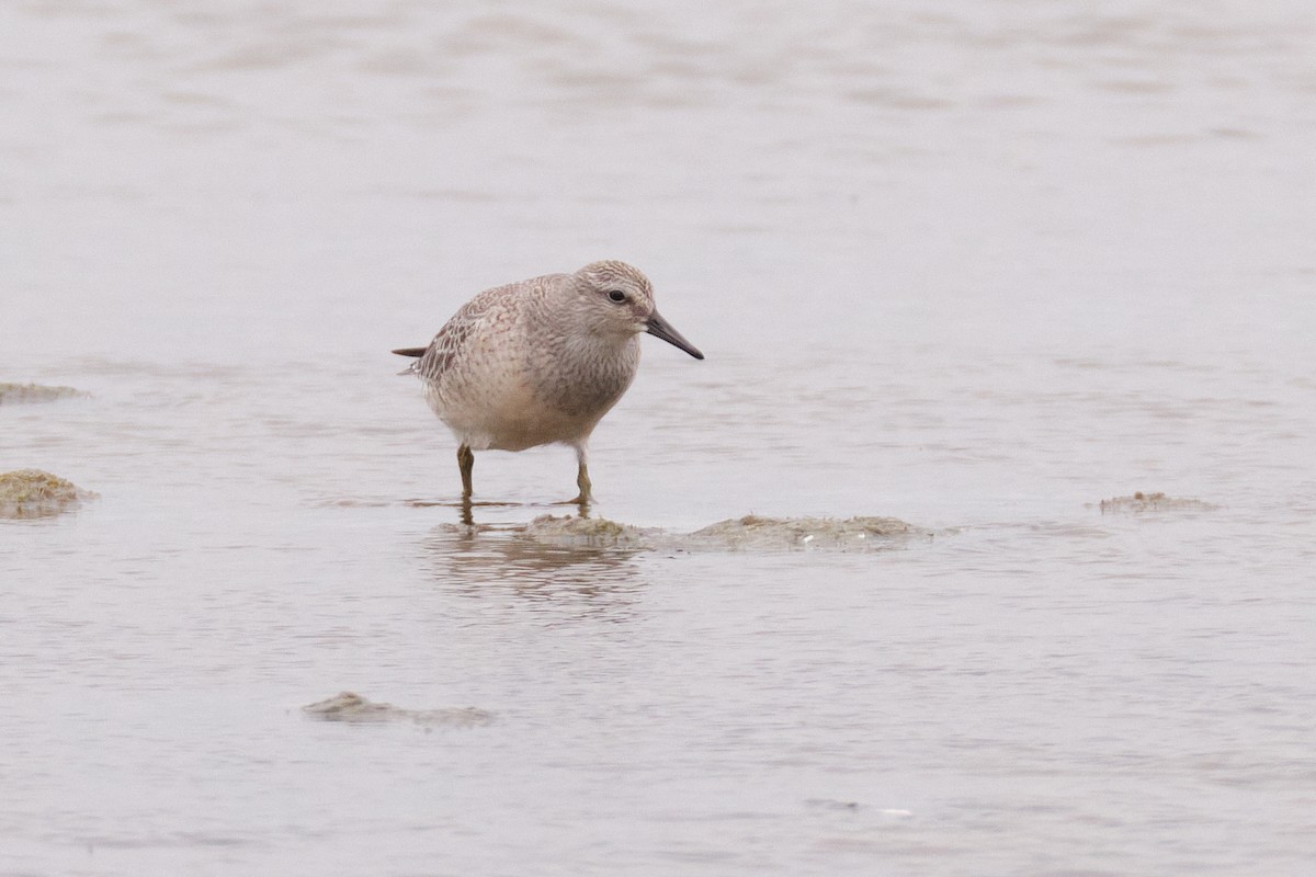 Red Knot - ML639955980