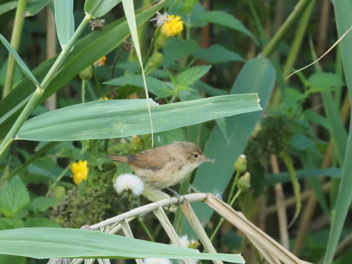 Common Chiffchaff - ML639955995