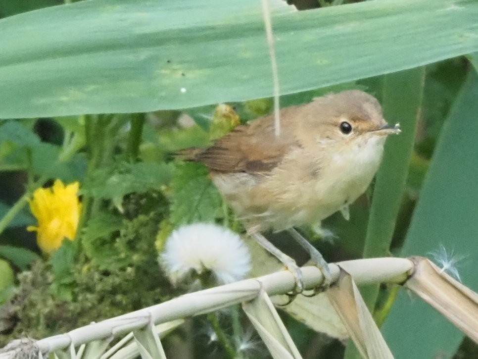 Common Chiffchaff - ML639955996