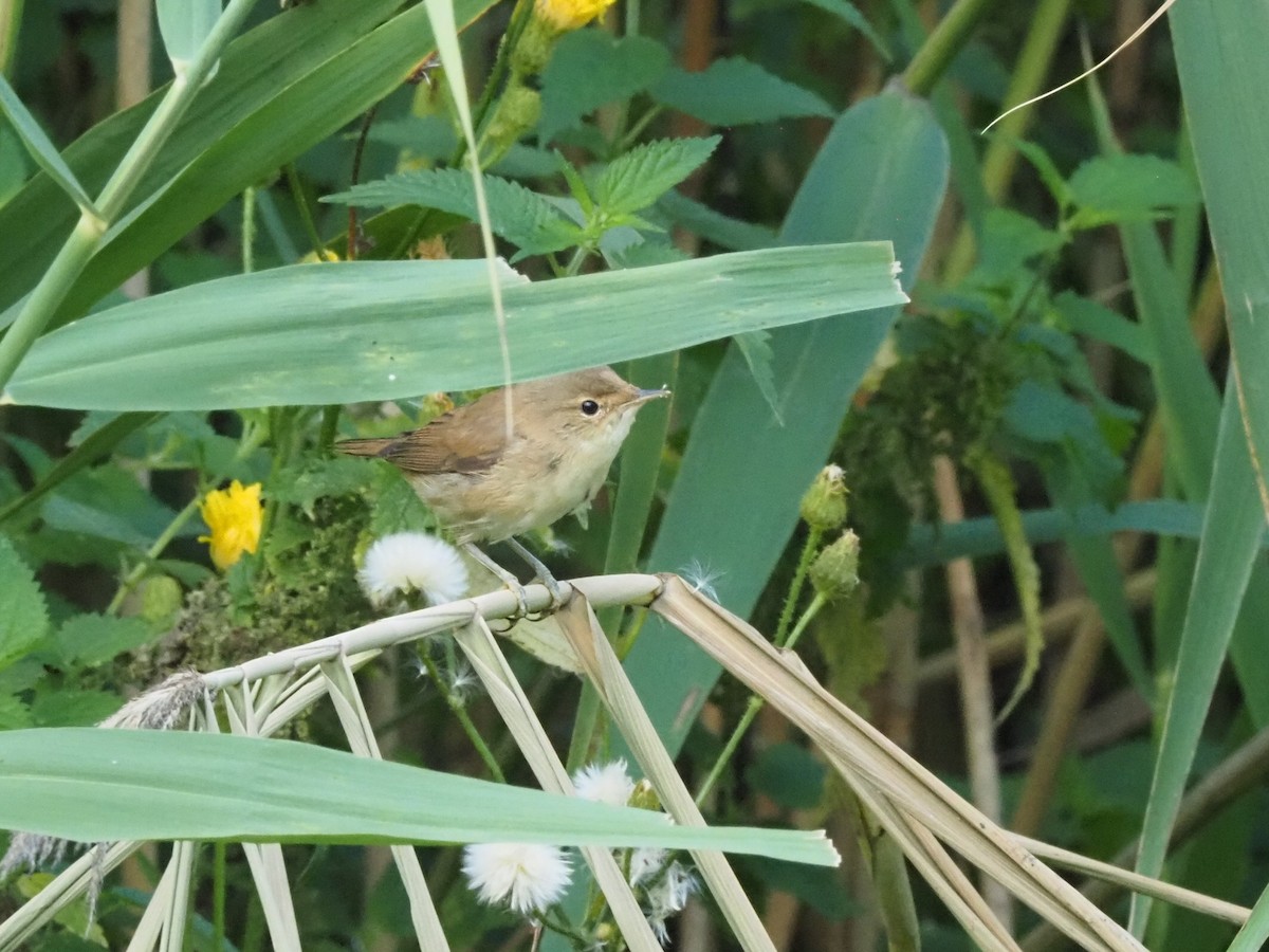 Common Chiffchaff - ML639955997