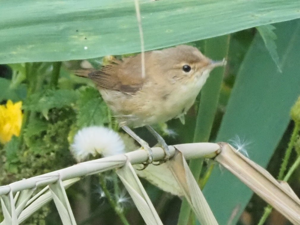 Common Chiffchaff - ML639955998