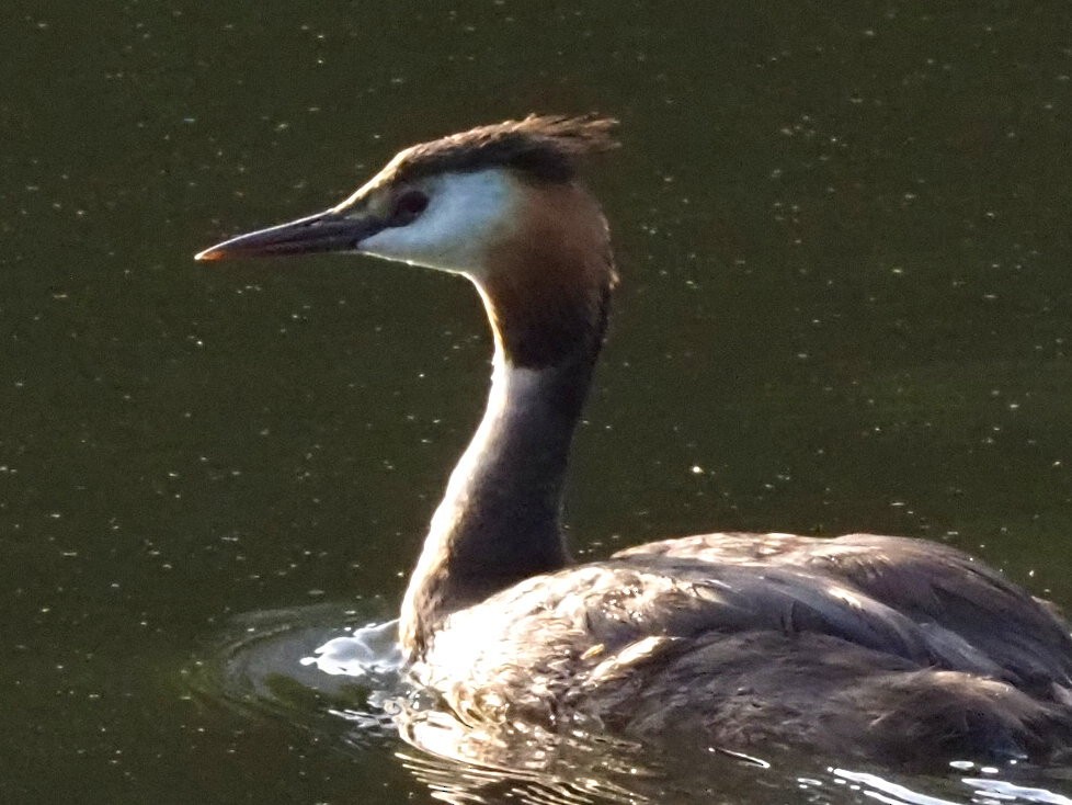 Great Crested Grebe - ML639956009