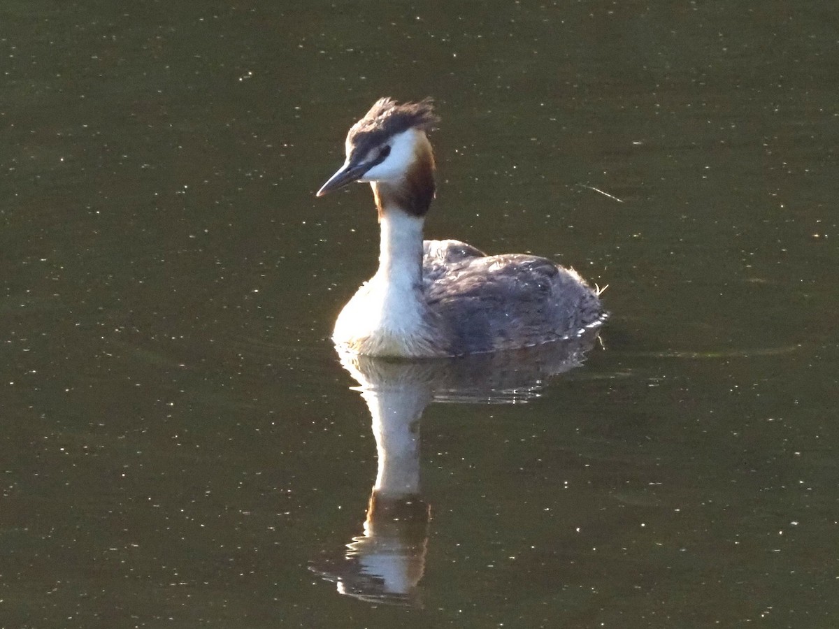 Great Crested Grebe - ML639956010