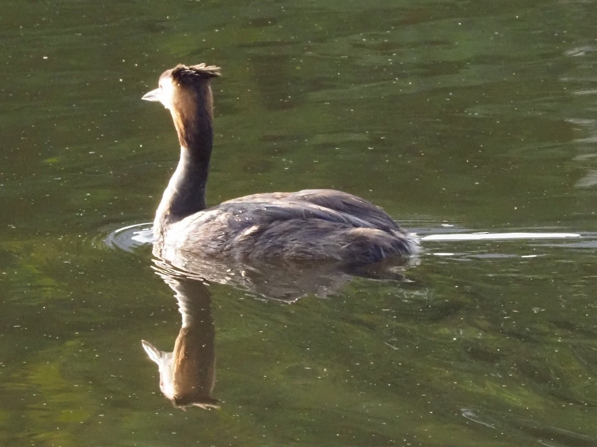 Great Crested Grebe - ML639956011