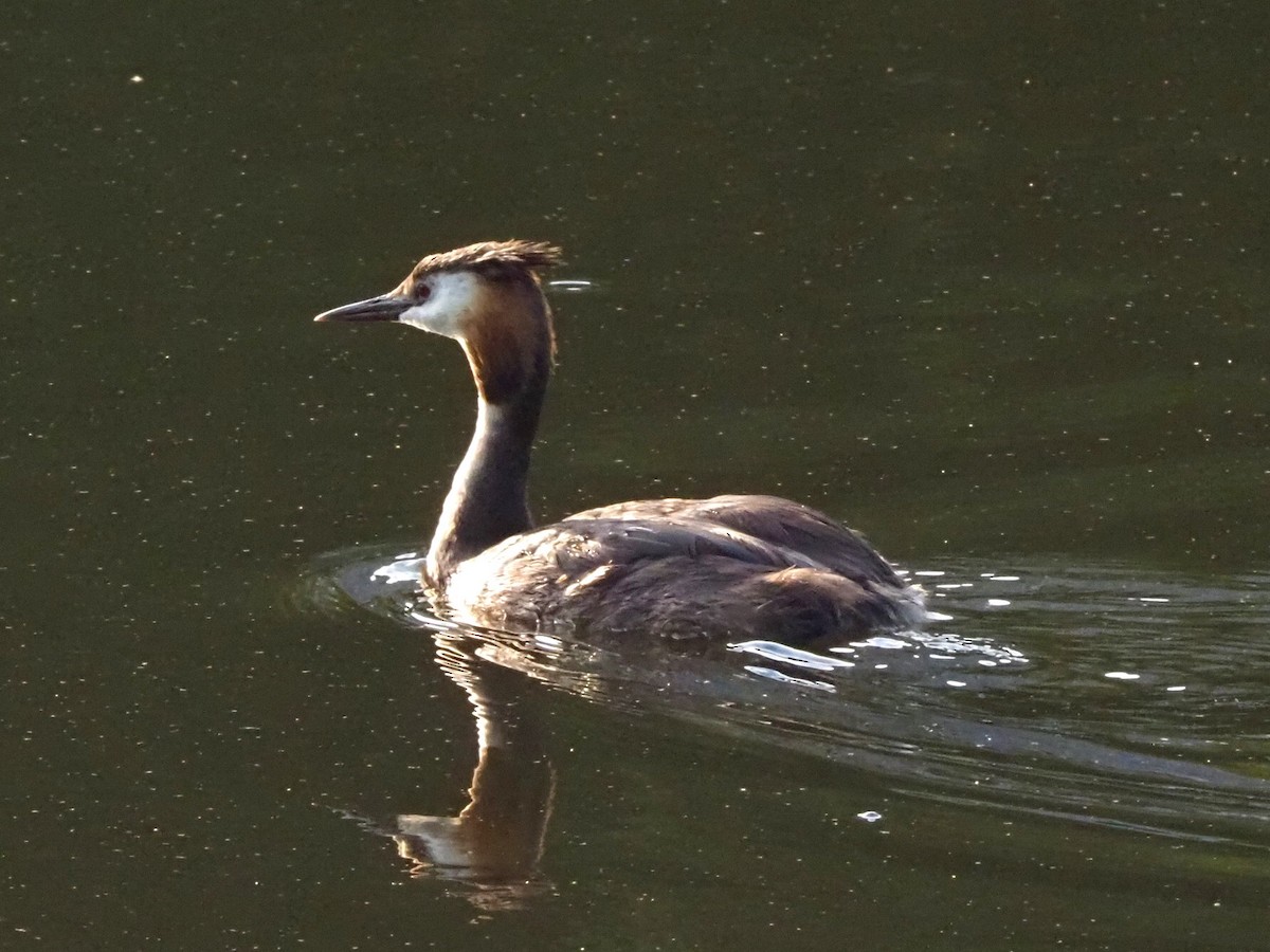Great Crested Grebe - ML639956012