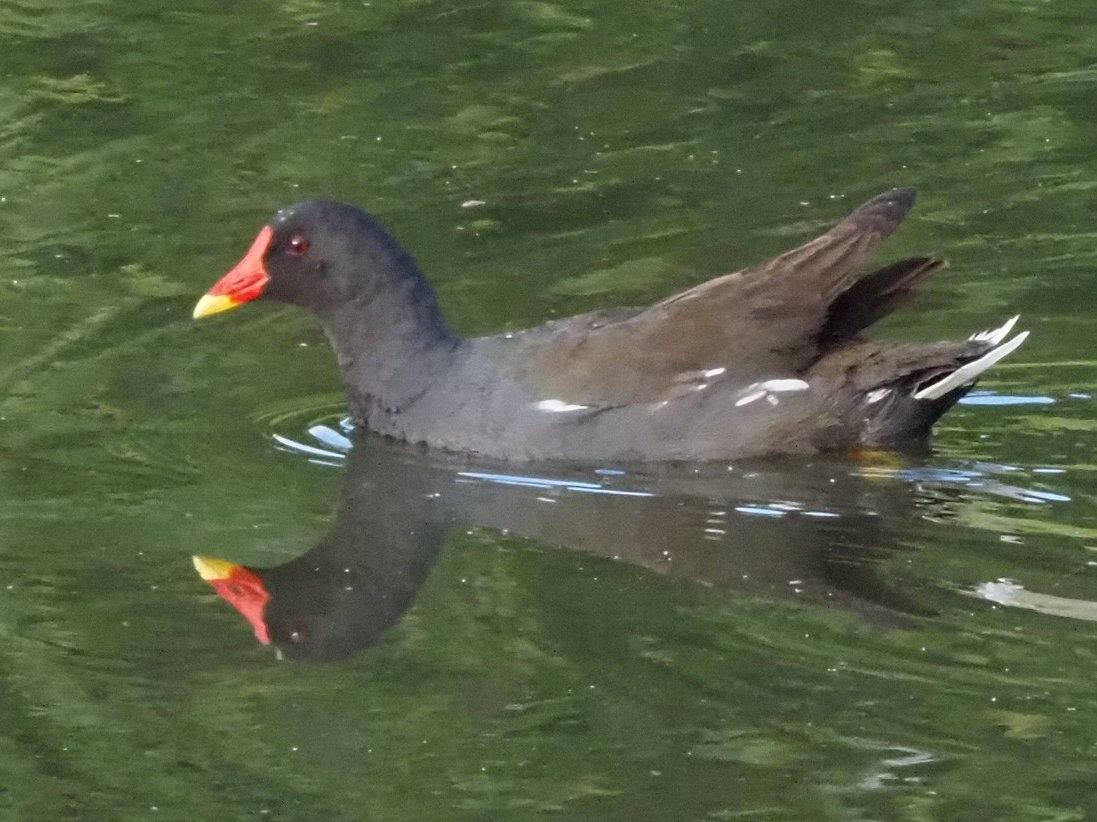 Eurasian Moorhen - ML639956021