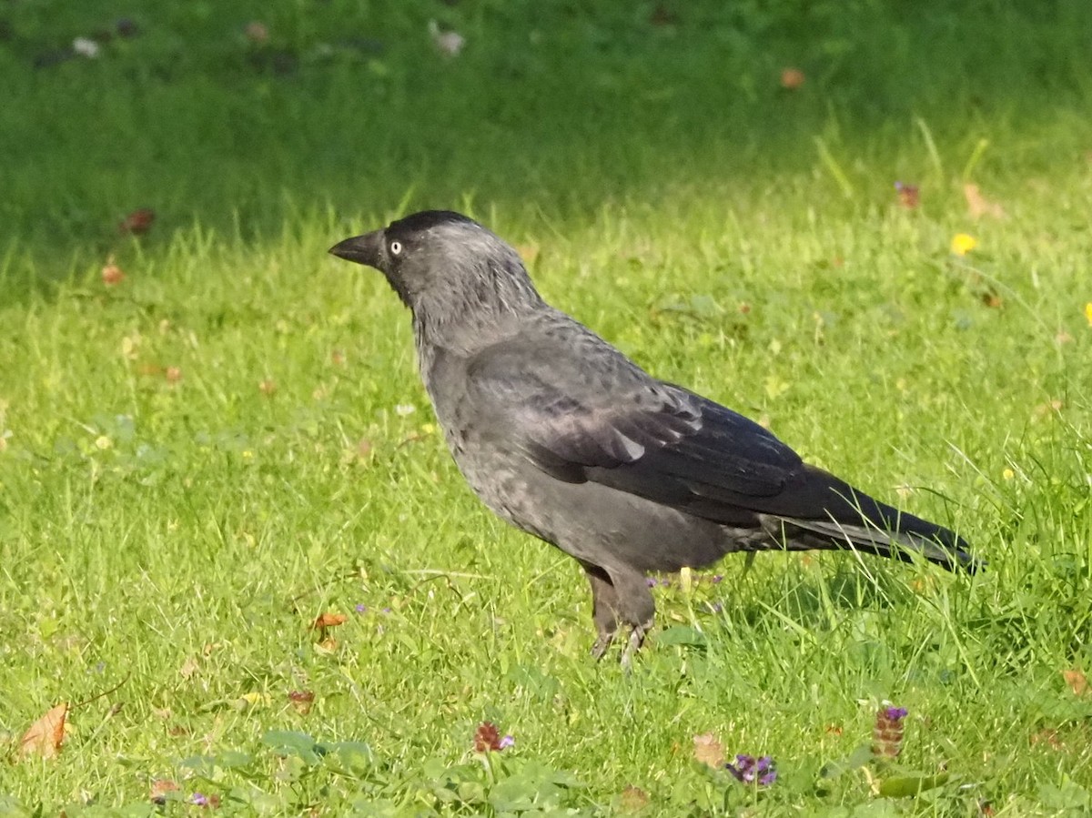 Eurasian Jackdaw - ML639956033