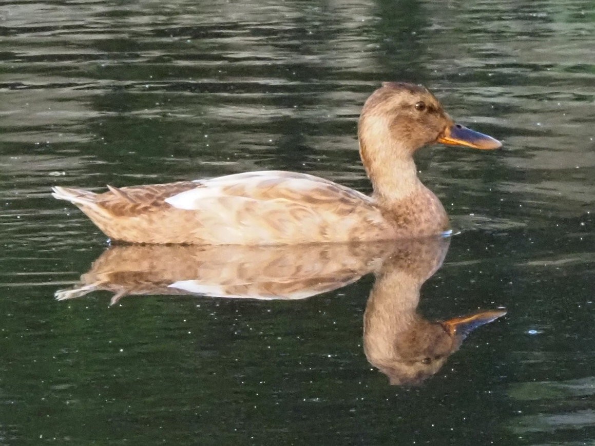 Mallard (Domestic type) - ML639956040