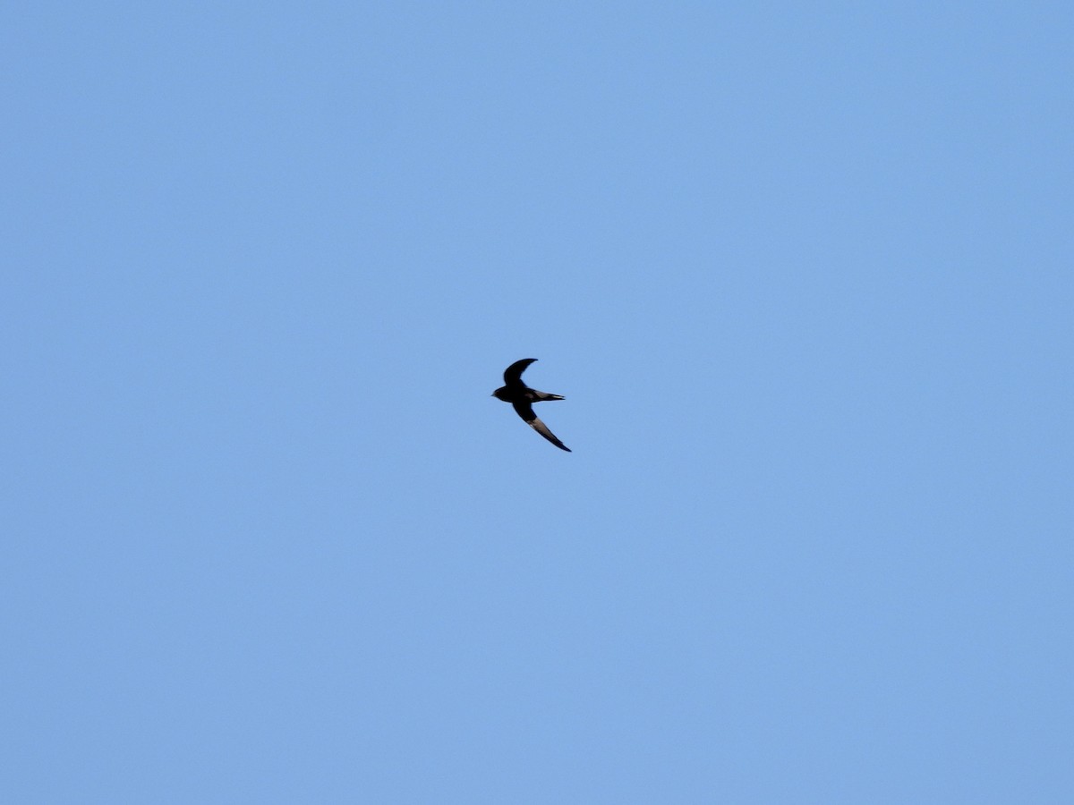 Plain Swift - ML639956098