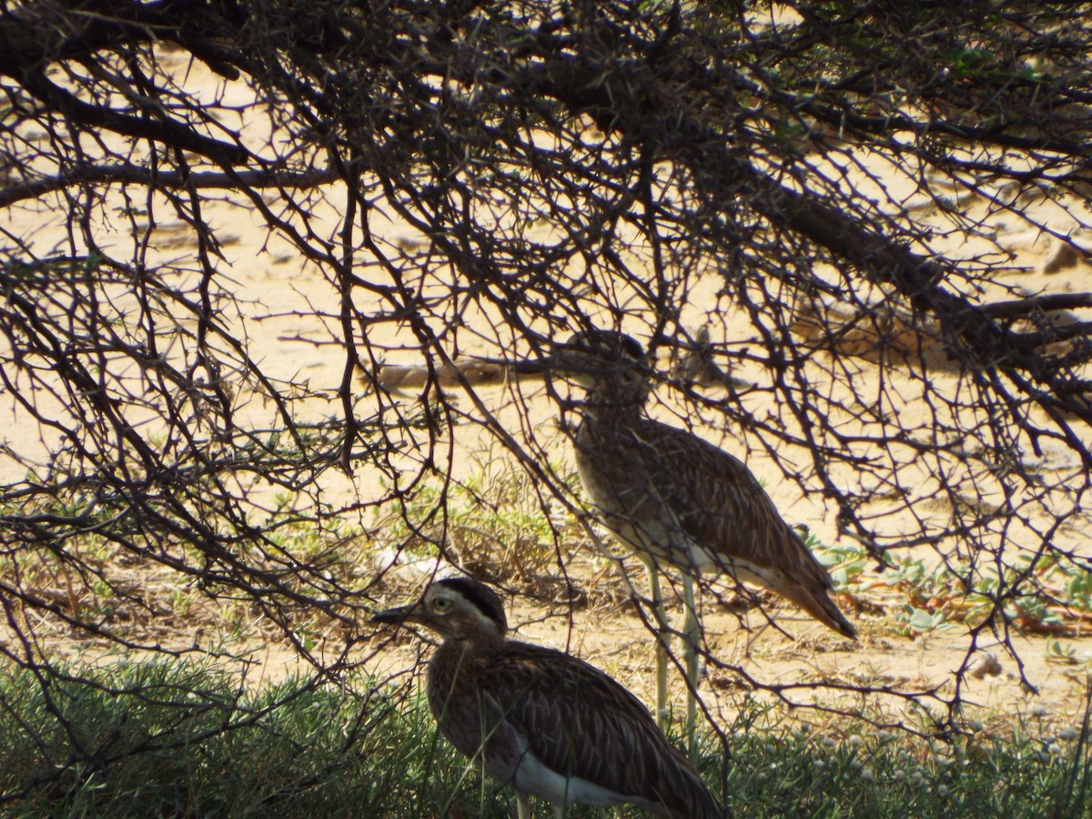 Double-striped Thick-knee - ML639956172