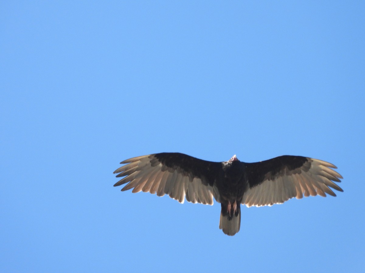 Turkey Vulture - ML639956231