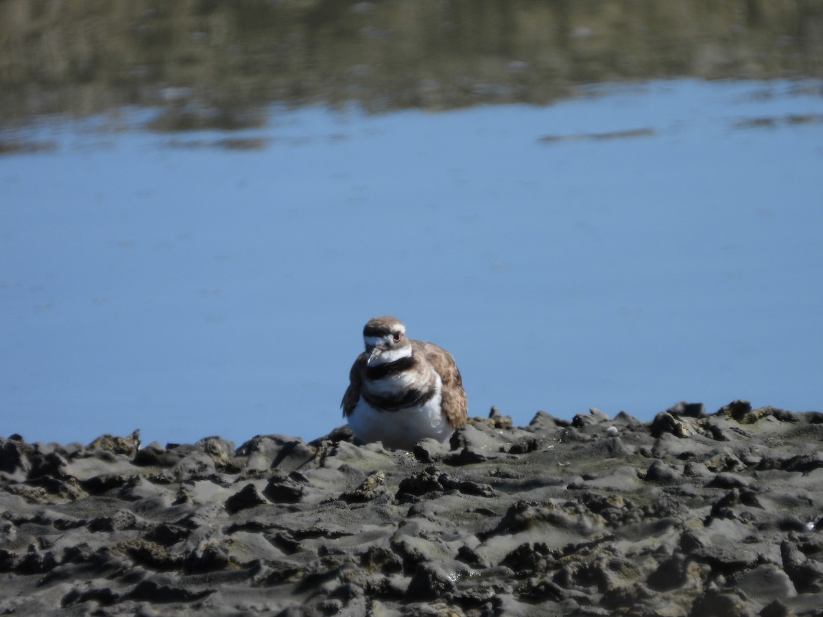 Killdeer - ML639956254