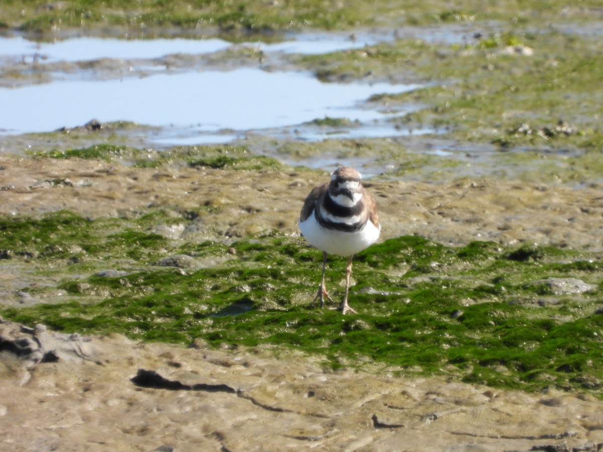 Killdeer - ML639956255