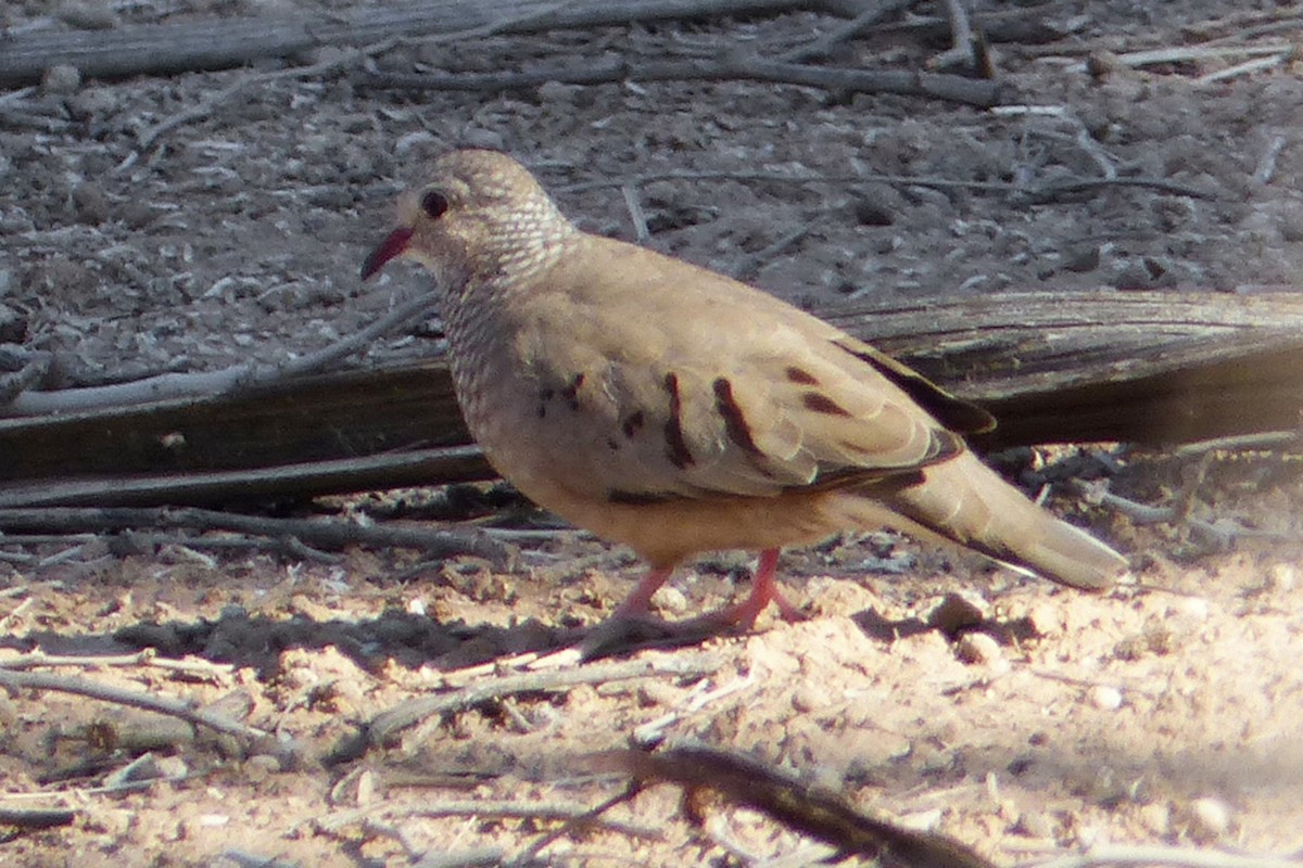 Common Ground Dove - ML639956321