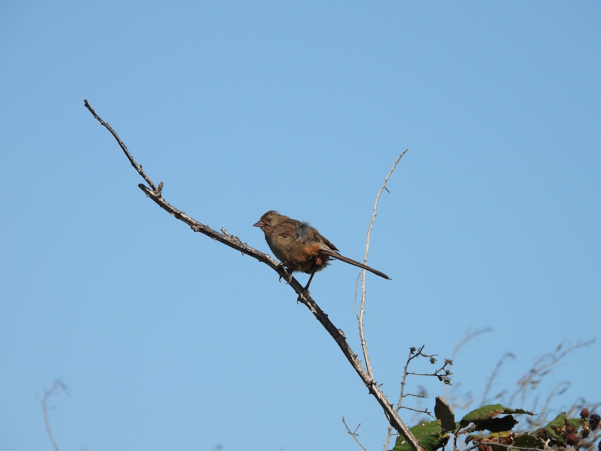 California Towhee - ML639956353