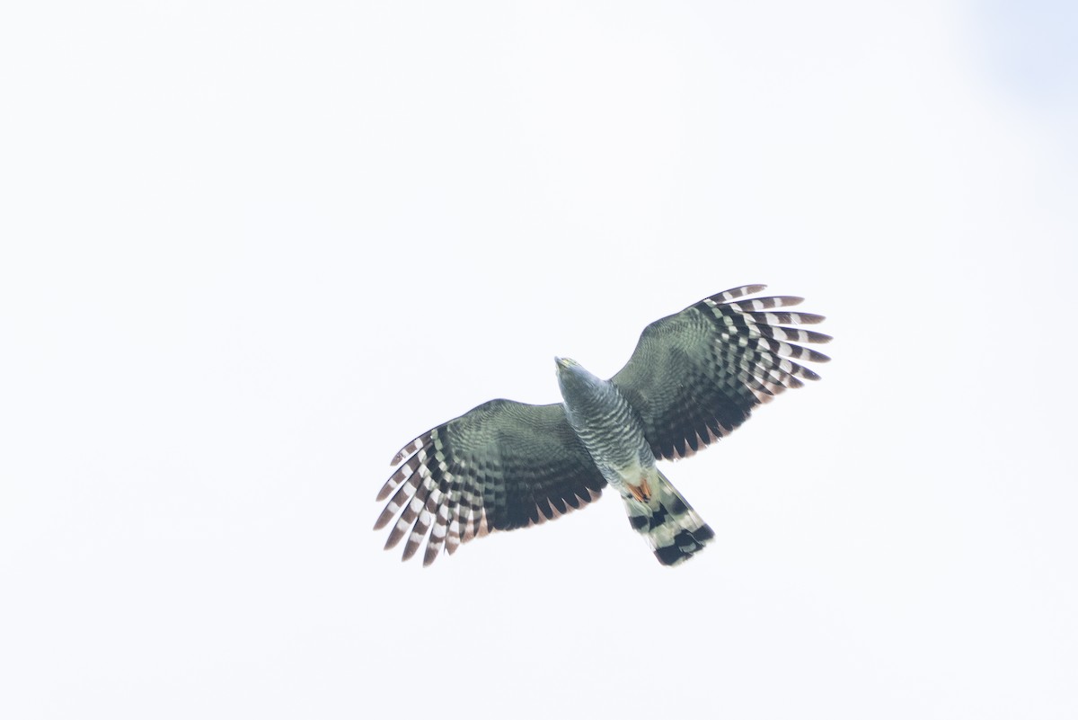 Hook-billed Kite - ML639956389