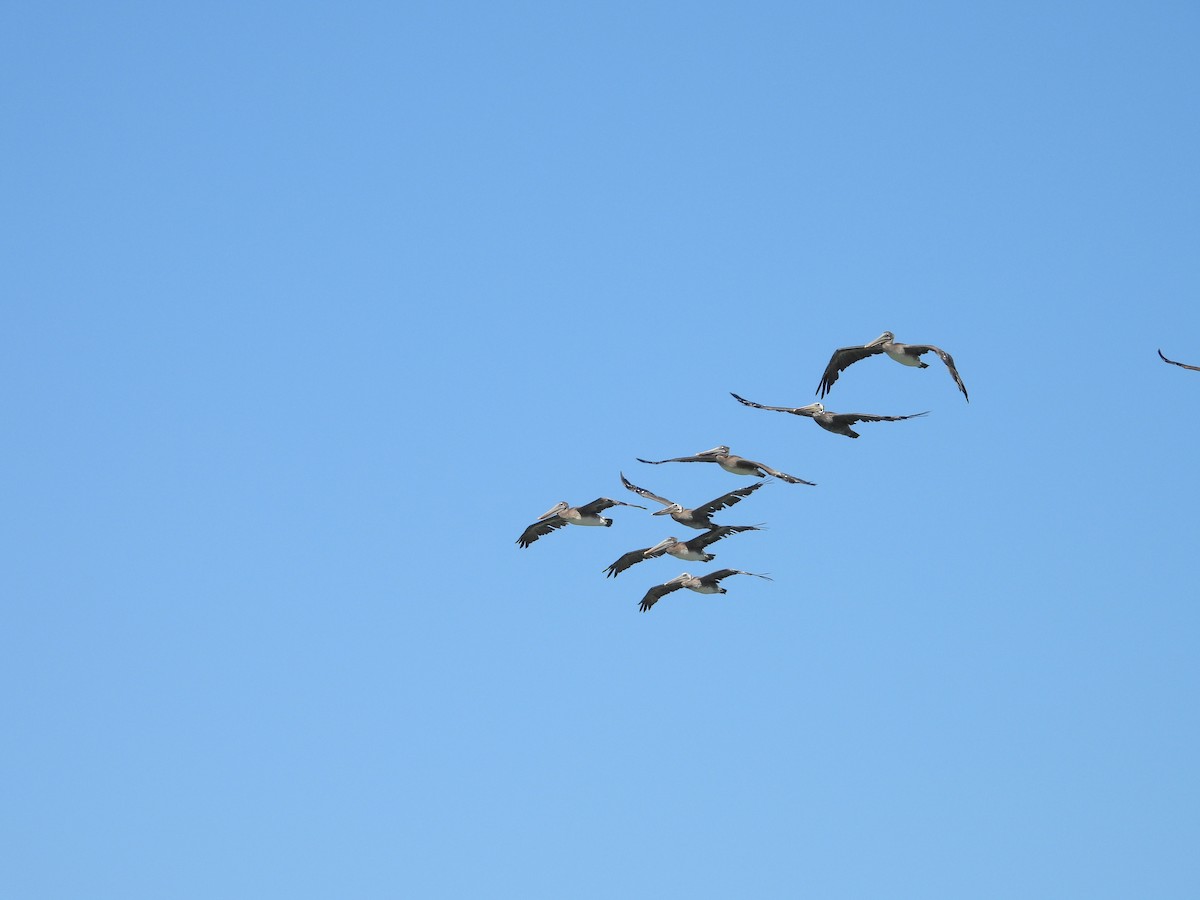 Brown Pelican - ML639956437
