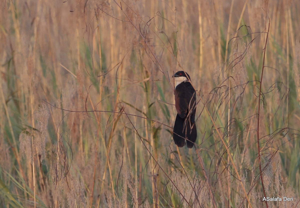 Coucal des papyrus - ML639956448