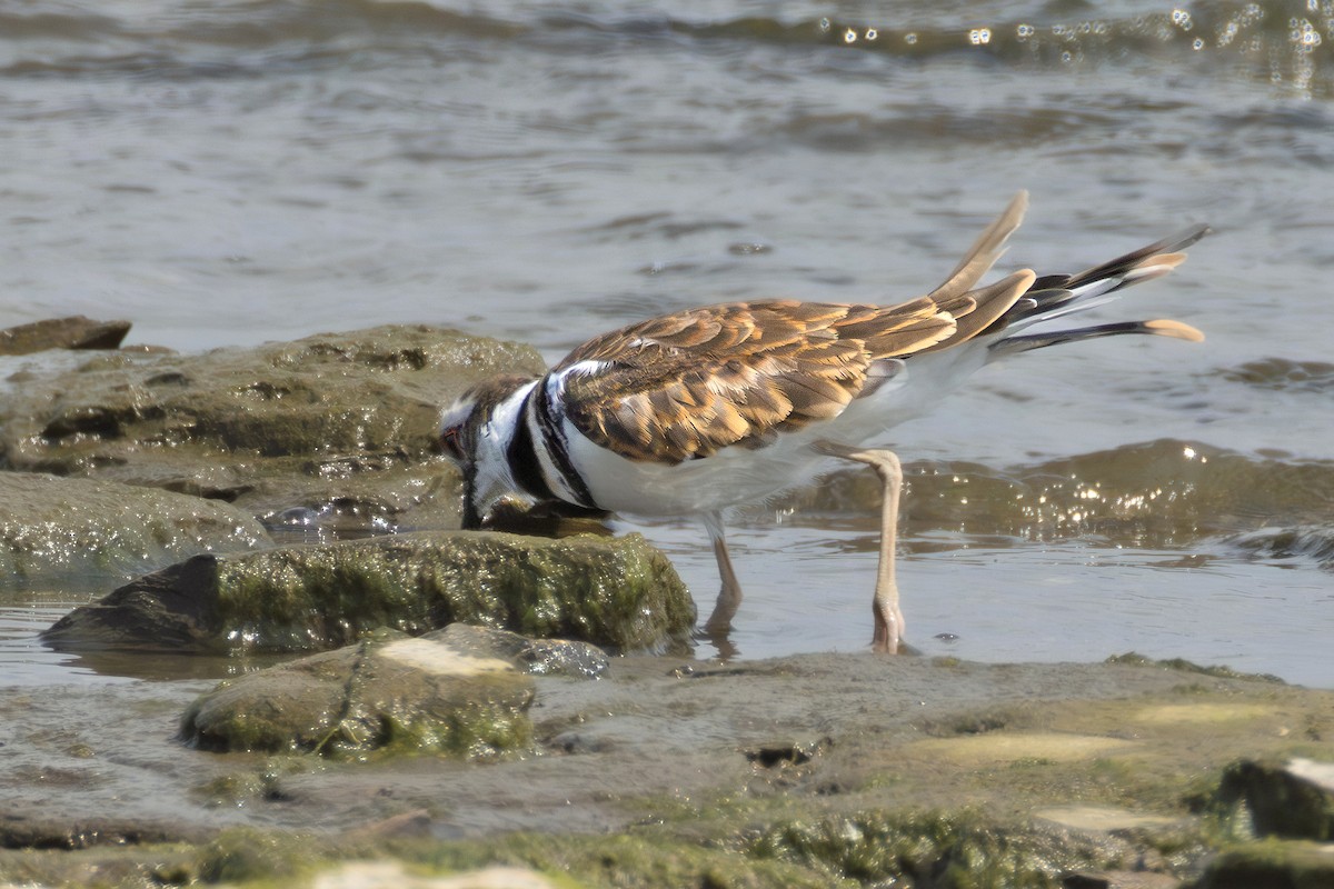 Killdeer - ML639956451