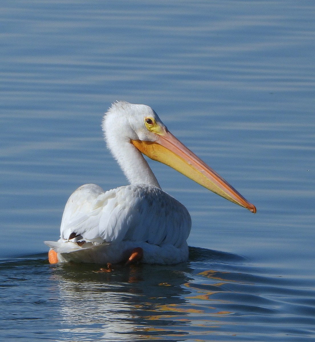 American White Pelican - ML639956566
