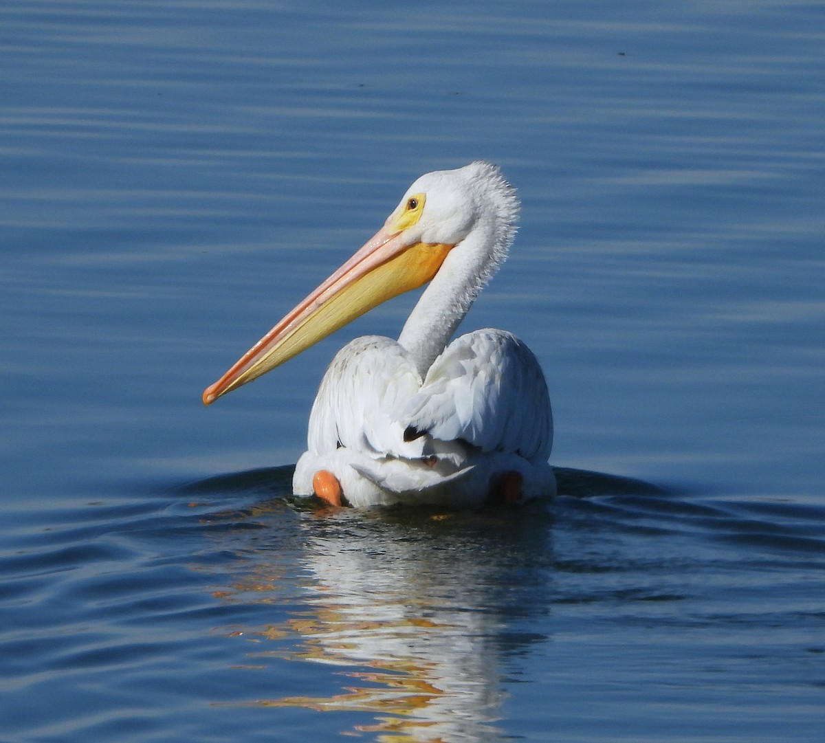 American White Pelican - ML639956567