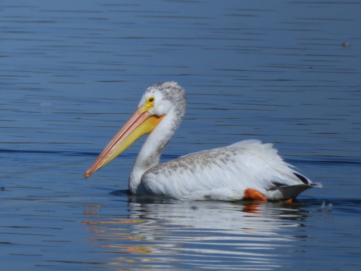 American White Pelican - ML639956568