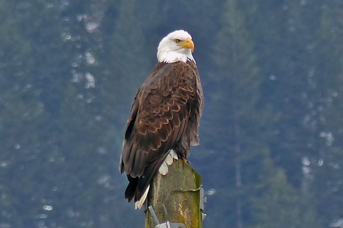 Bald Eagle - ML639956719