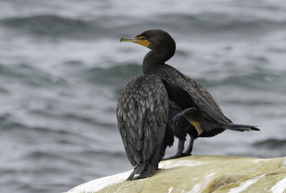 Double-crested Cormorant - ML639956743