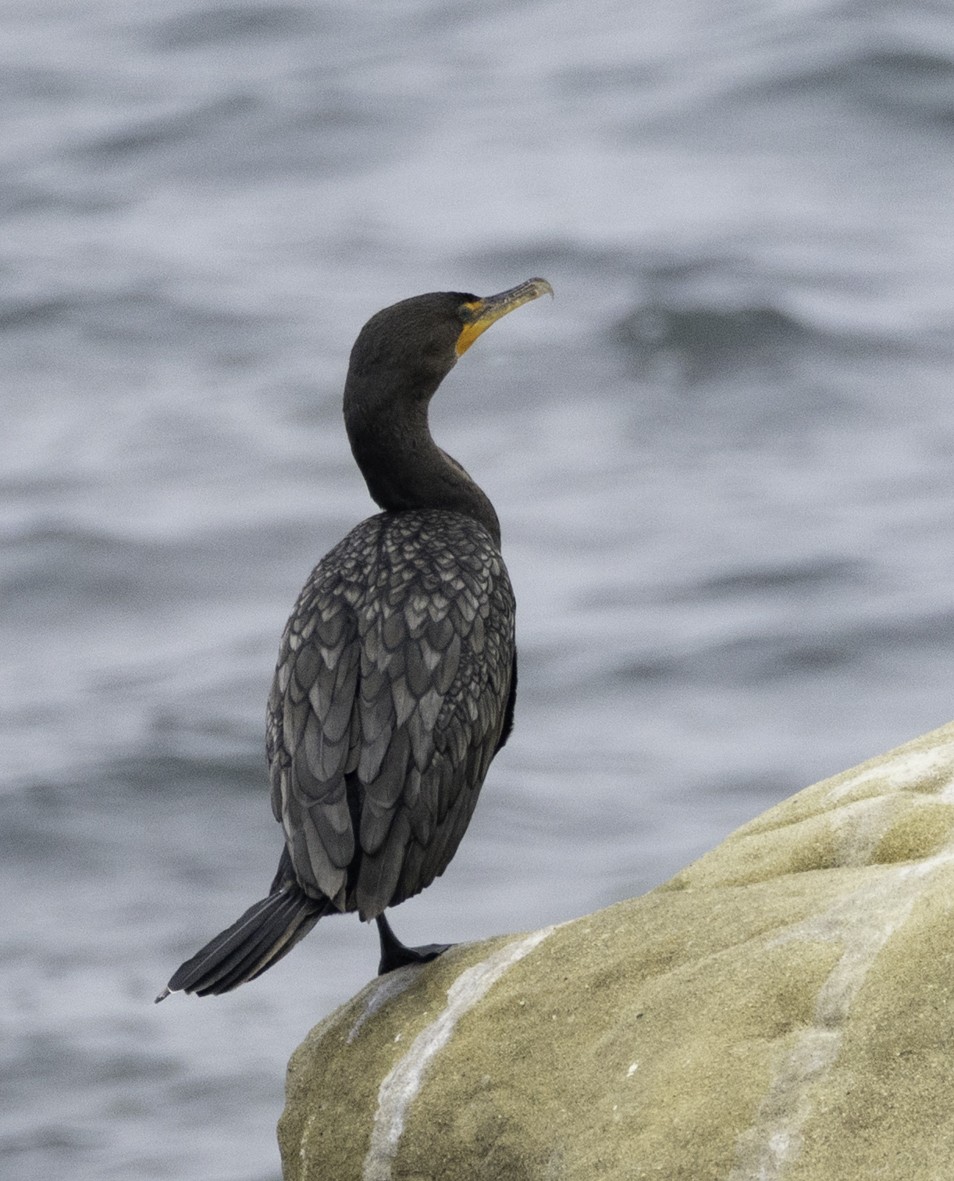 Double-crested Cormorant - ML639956750