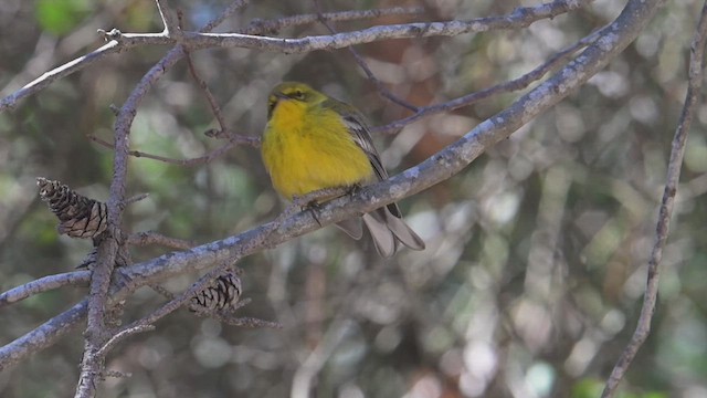 Pine Warbler - ML639956759