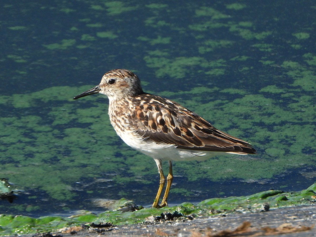 Least Sandpiper - ML639956816