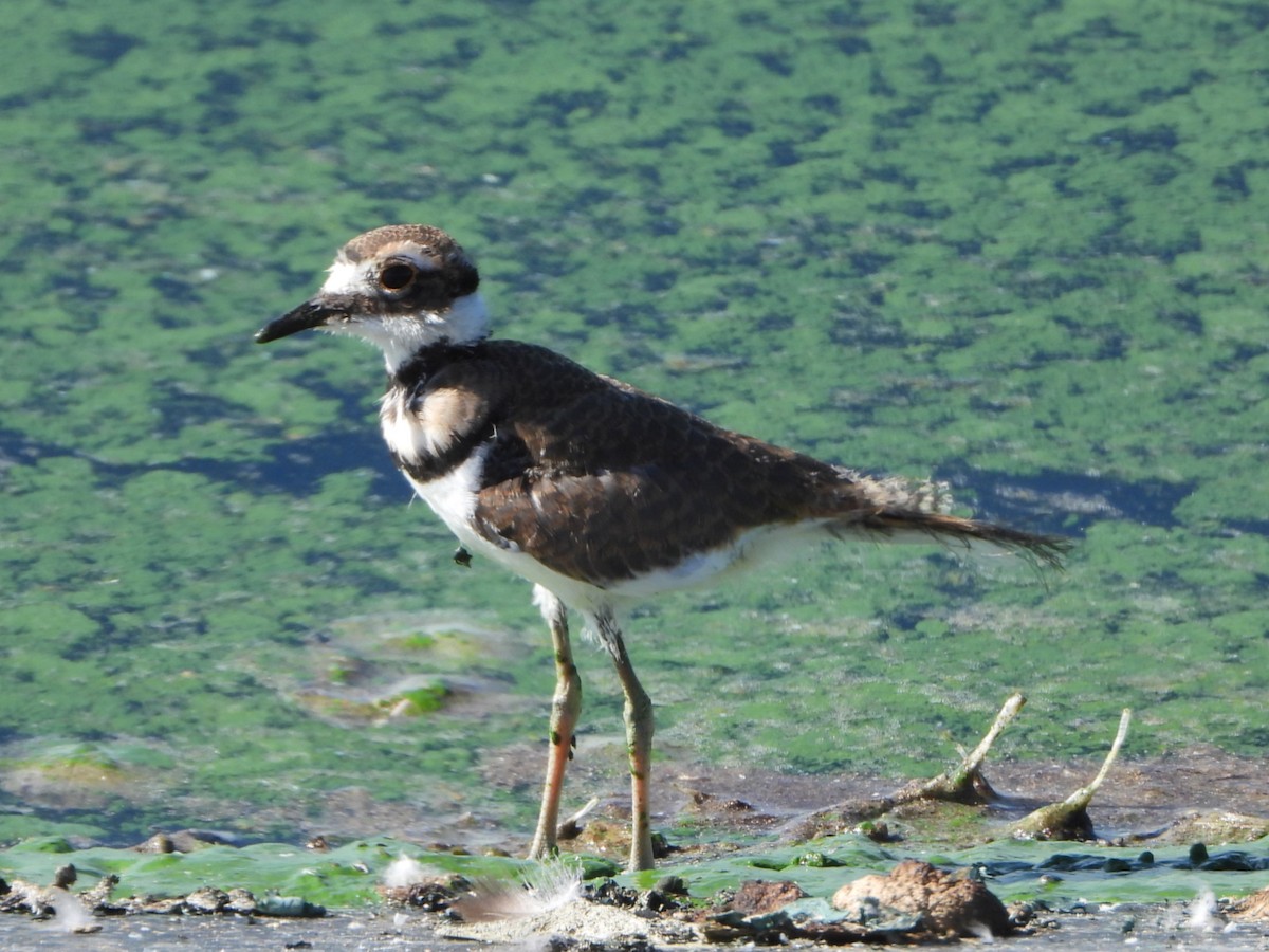Killdeer - ML639956818