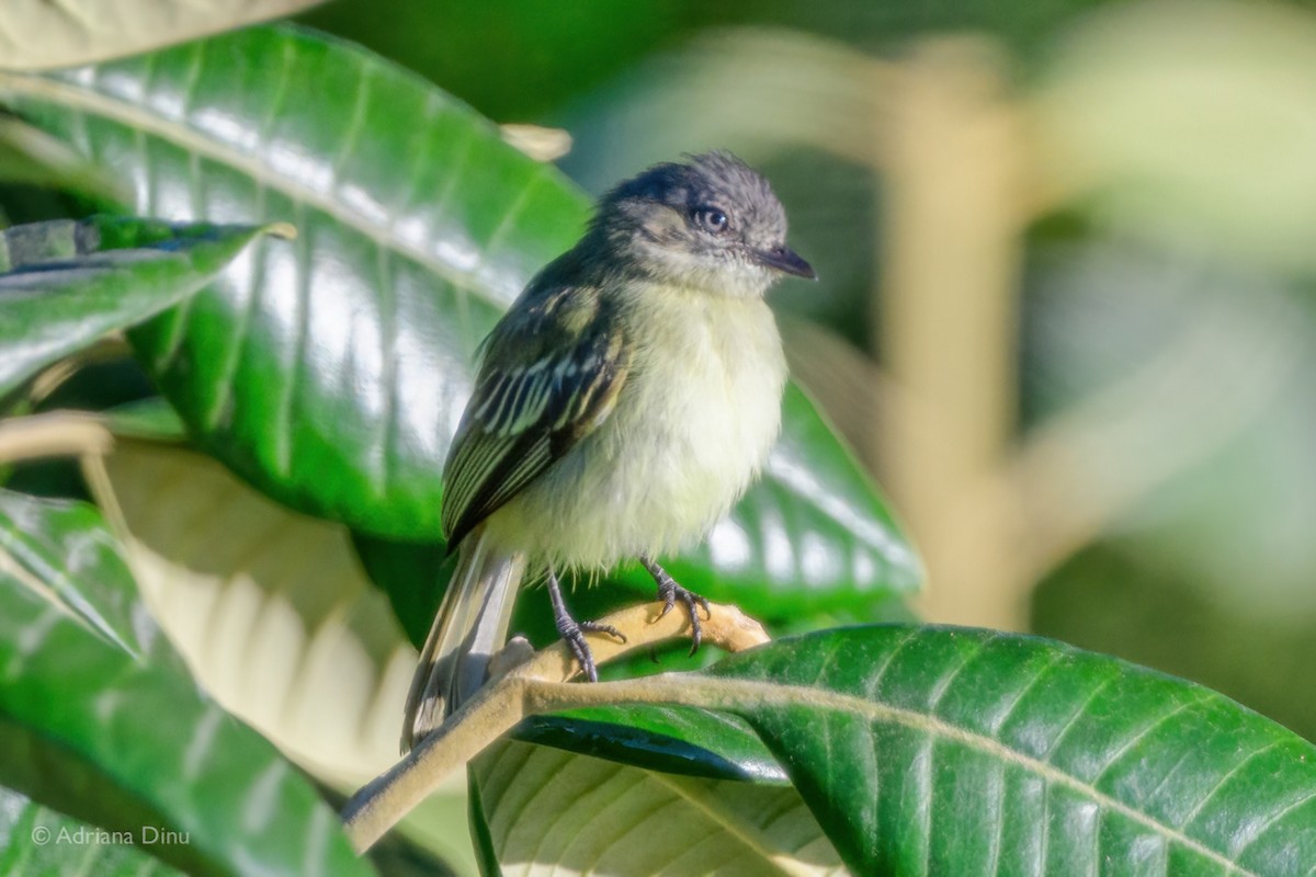 Guianan Tyrannulet - ML639956835