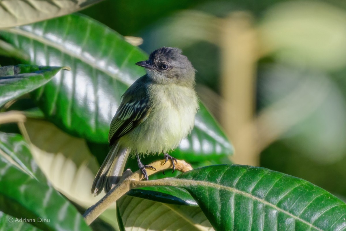 Guianan Tyrannulet - ML639956836
