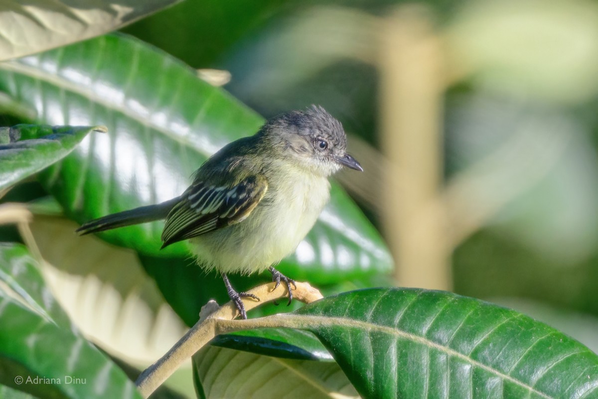 Guianan Tyrannulet - ML639956837