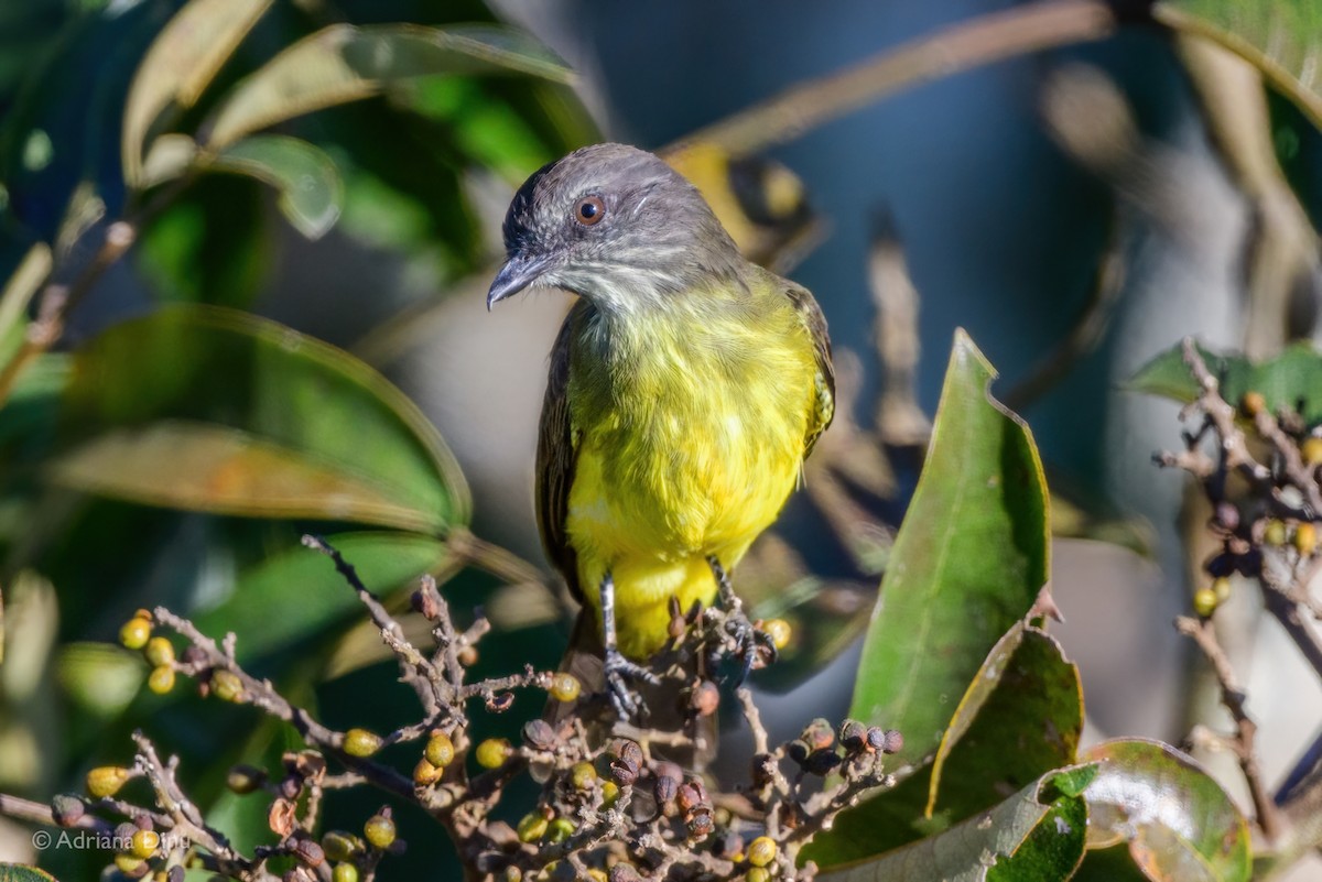 Dusky-chested Flycatcher - ML639956850