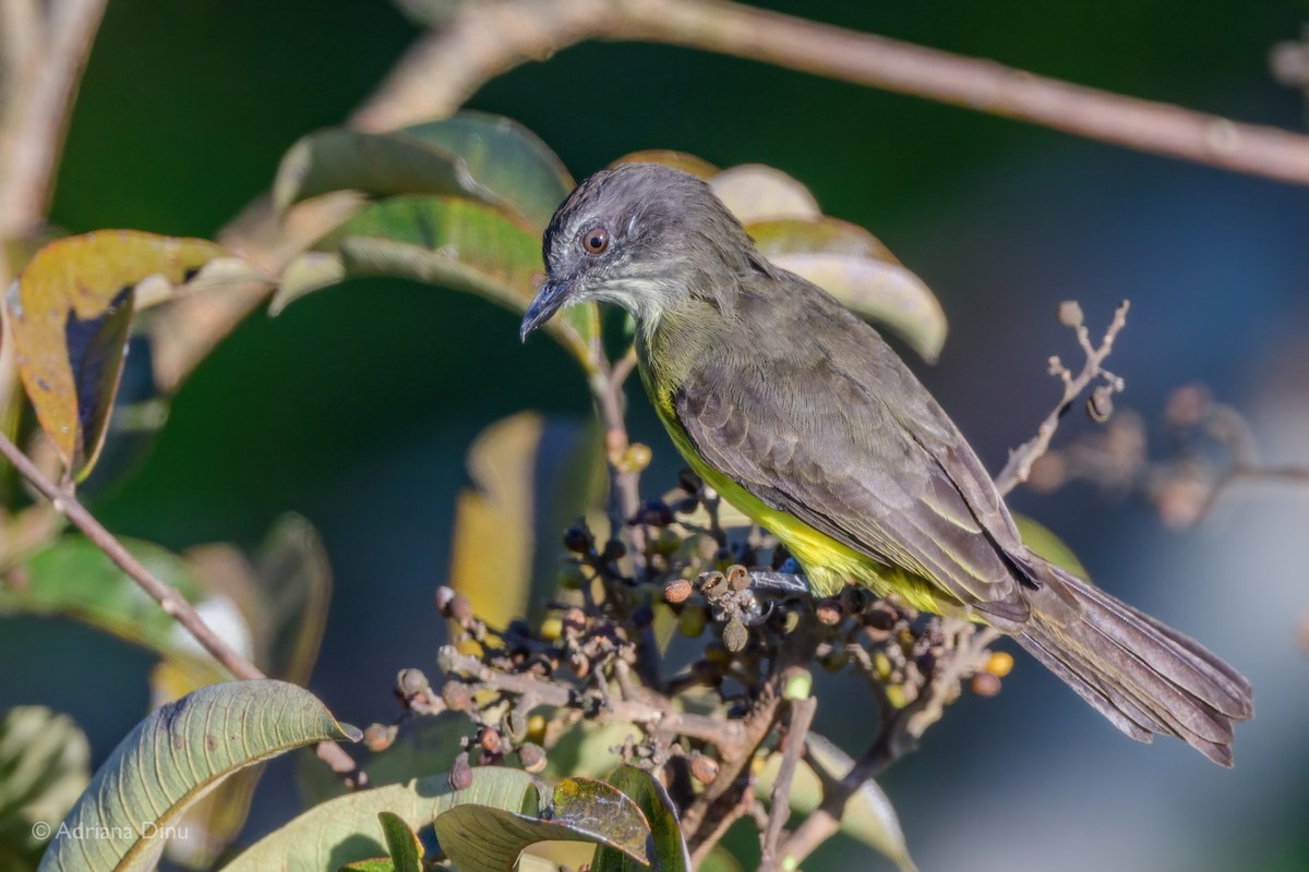 Dusky-chested Flycatcher - ML639956851