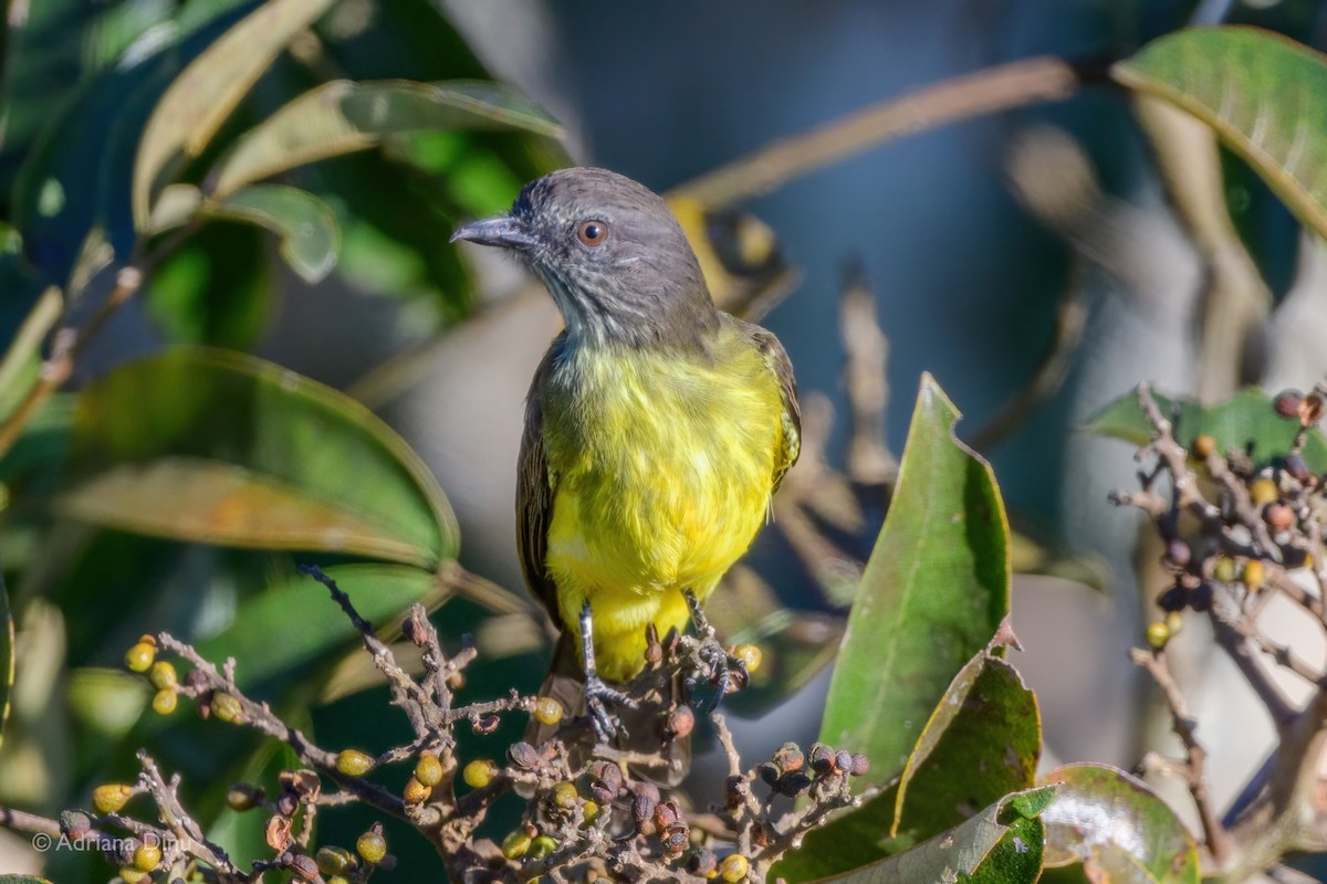 Dusky-chested Flycatcher - ML639956852