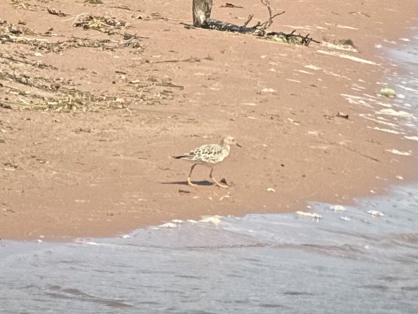 Buff-breasted Sandpiper - ML639956857