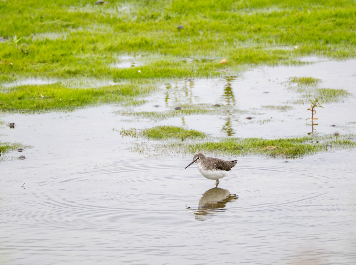 Green Sandpiper - ML639956865