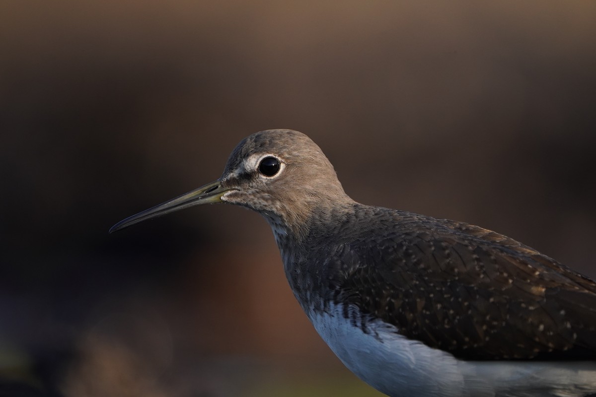 Green Sandpiper - ML639956901