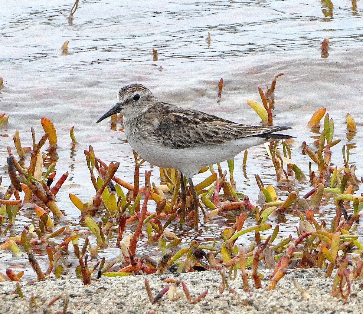 Gambecchio americano - ML639956926