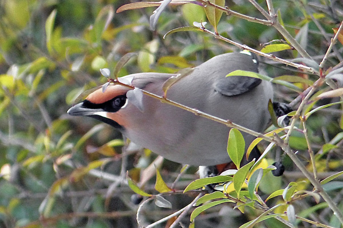 Bohemian Waxwing - ML639956933