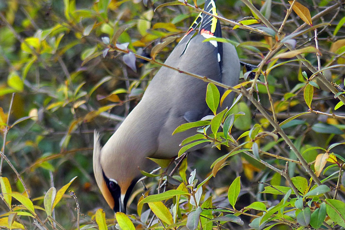 Bohemian Waxwing - ML639956934