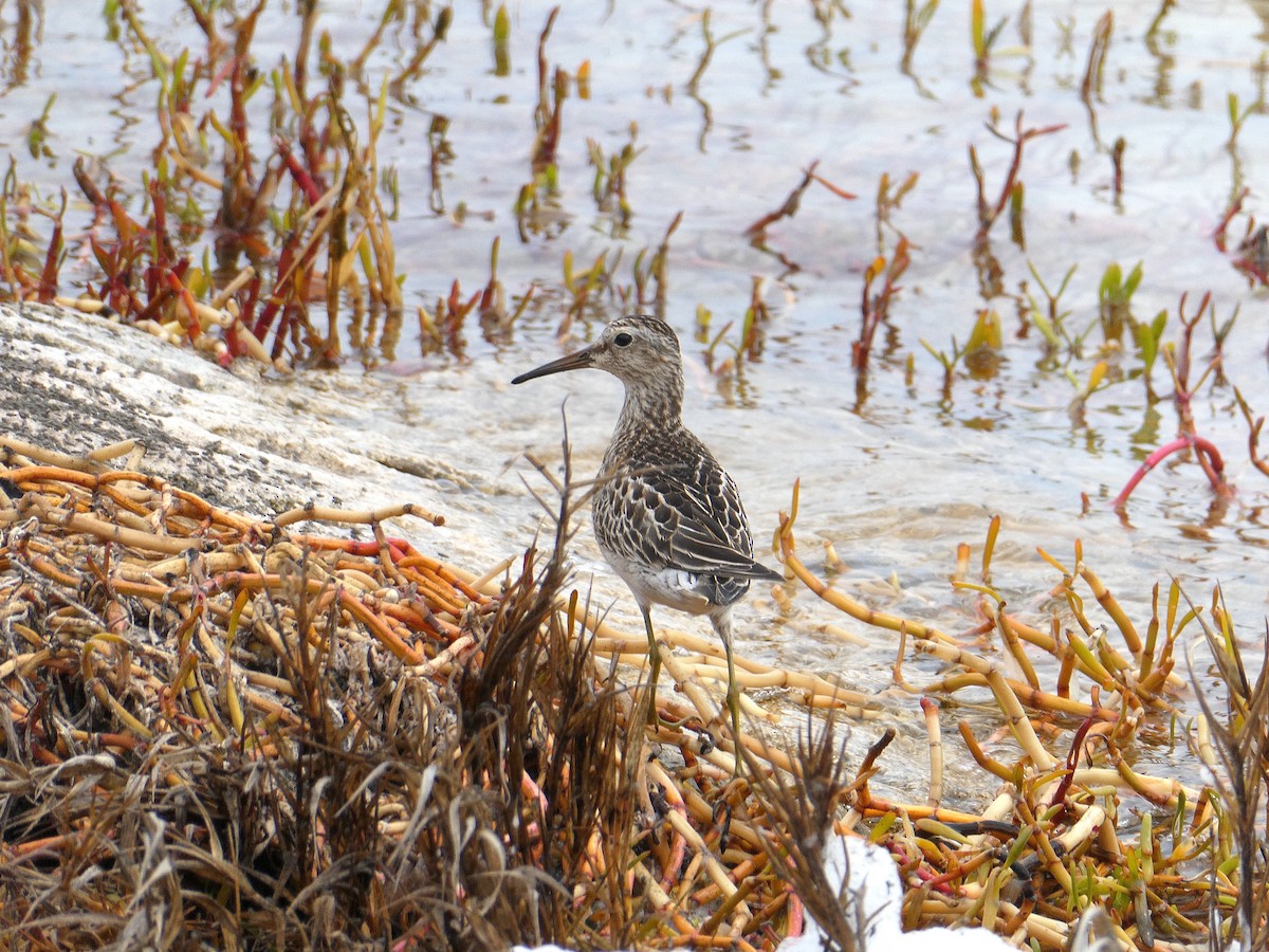 Piovanello pettorale - ML639956947