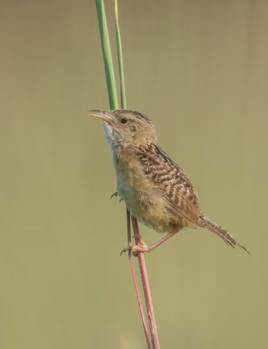 Sedge Wren - ML639956949