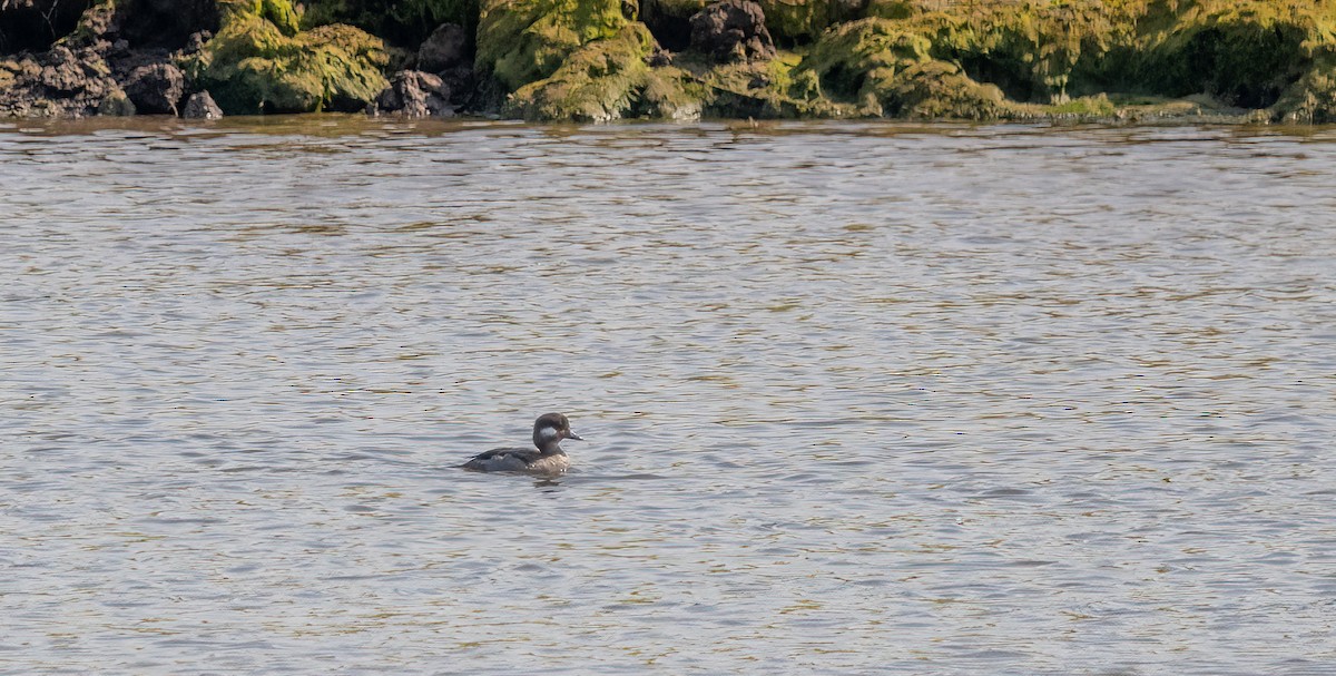 Bufflehead - ML639956980